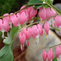DICENTRA - Spectabilis